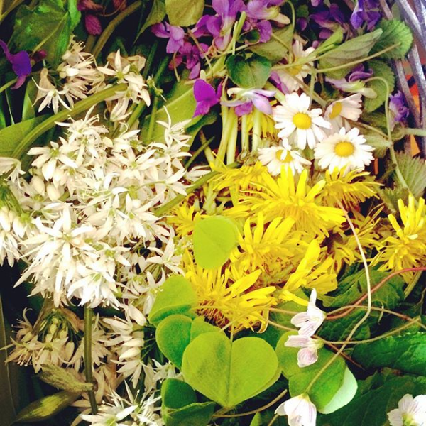 wild violet, daisy, dandelion, wood sorrel, wild garlic